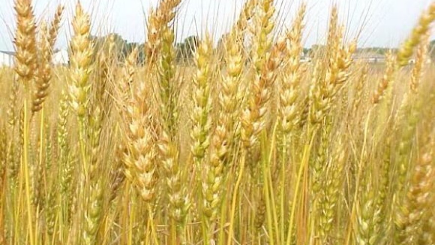 Žitaricama cijena pala za 48,9 posto