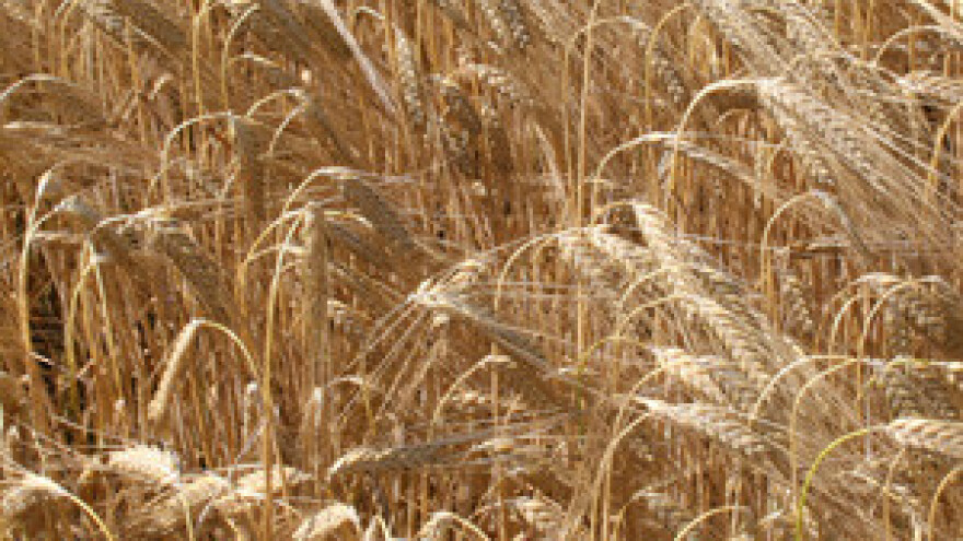 Zdunić: Samo certificirano sjeme jamči stabilan urod