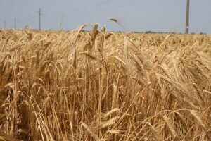 Klimatska ograničenja padaju pred oplemenjivačima