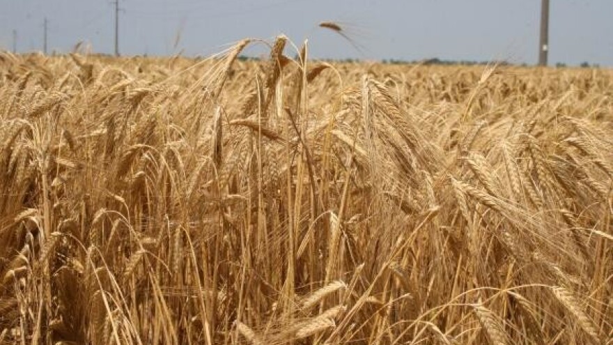 Klimatska ograničenja padaju pred oplemenjivačima