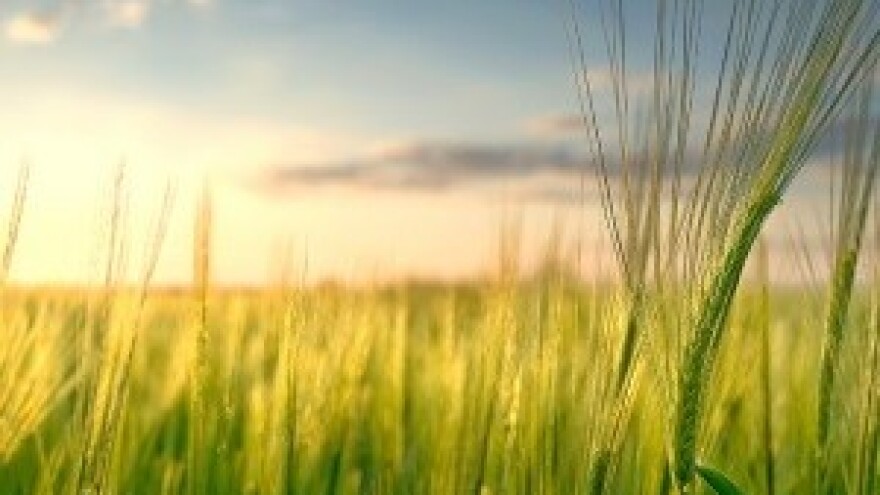 Ujedinjeni Arapski Emirati ulažu u srpsku poljoprivredu