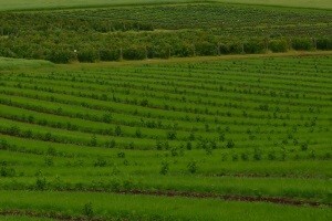 Sabor završio raspravu o poljoprivrednom zemljištu
