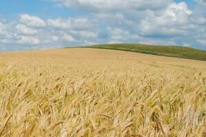 O poljoprivrednom zemljištu: Prepuste sve jedinicama lokalne samouprave