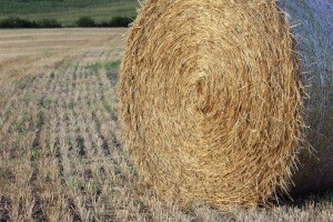 Prodajom državnog zemljišta do novih ulaganja