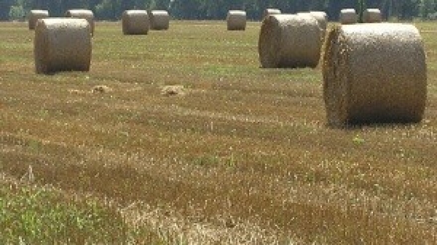 Nezavisni seljaci hrvatski izlaze na izbore za europarlament