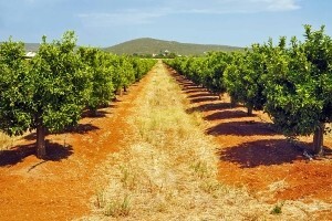 Vodnjansko vijeće o zakupu poljoprivrednog zemljišta