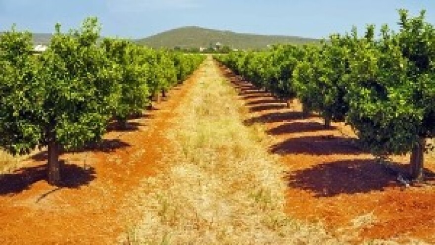 Vodnjansko vijeće o zakupu poljoprivrednog zemljišta