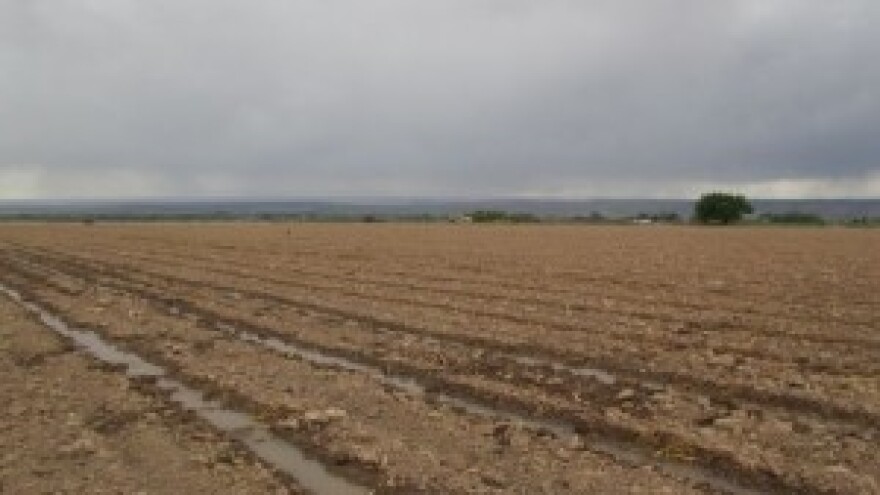 Dah proljeća nikako da dodirne dalmatinska polja