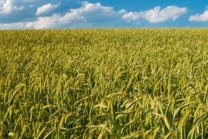 Putem AGRONET-a 30 000 poljoprivrednika popunilo zahtjev za izravna plaćanja
