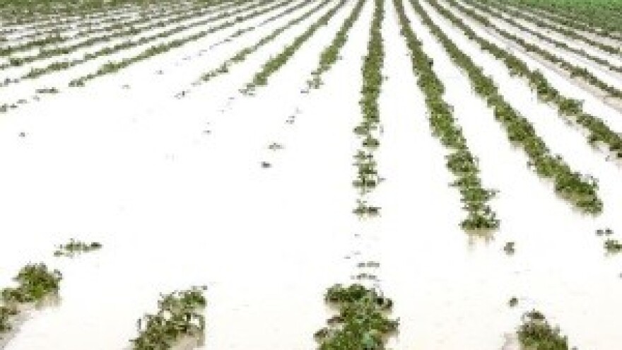 U poljskom blatu zaglibili traktori, ljudi i usjevi