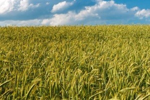 Predviđen sporiji rast poljoprivredne proizvodnje