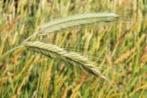 Ostaci herbicida glifosata u tijelima Europljana!