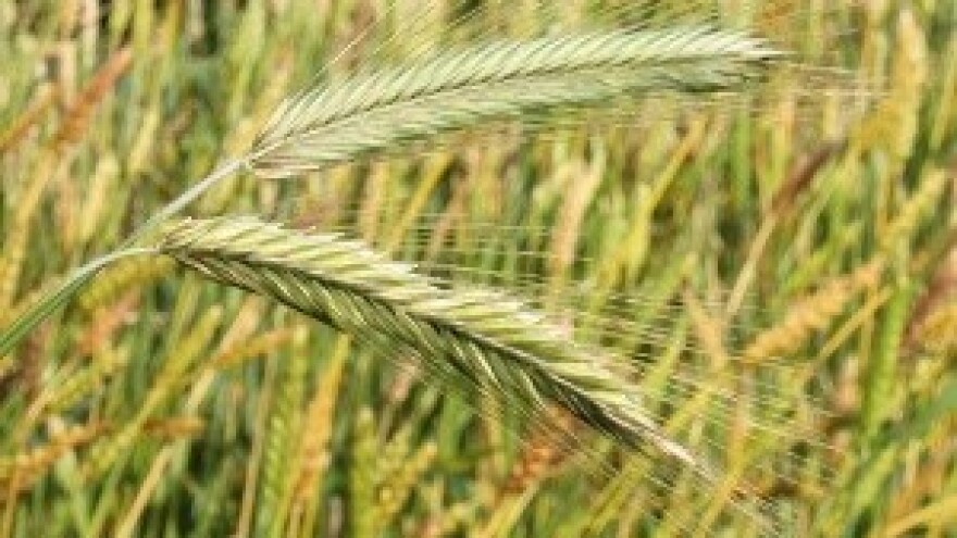 Ostaci herbicida glifosata u tijelima Europljana!