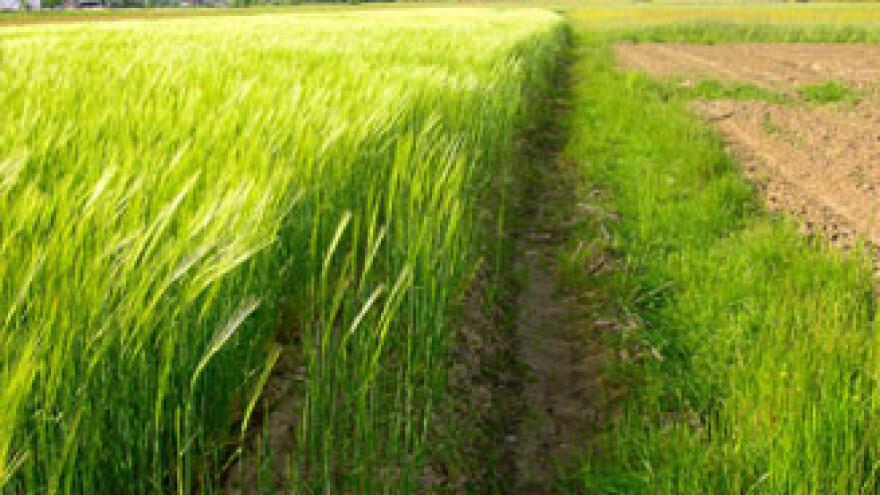 Na hrvatskim njivama raste sve osim kave, začina i južnog voća