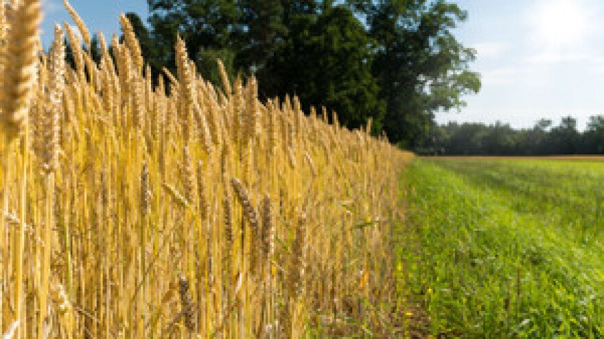 Hibridi s Poljoprivrednog instituta idu u Afriku