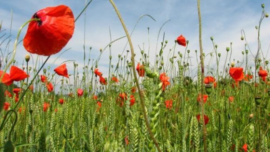 Croatian Agriculture