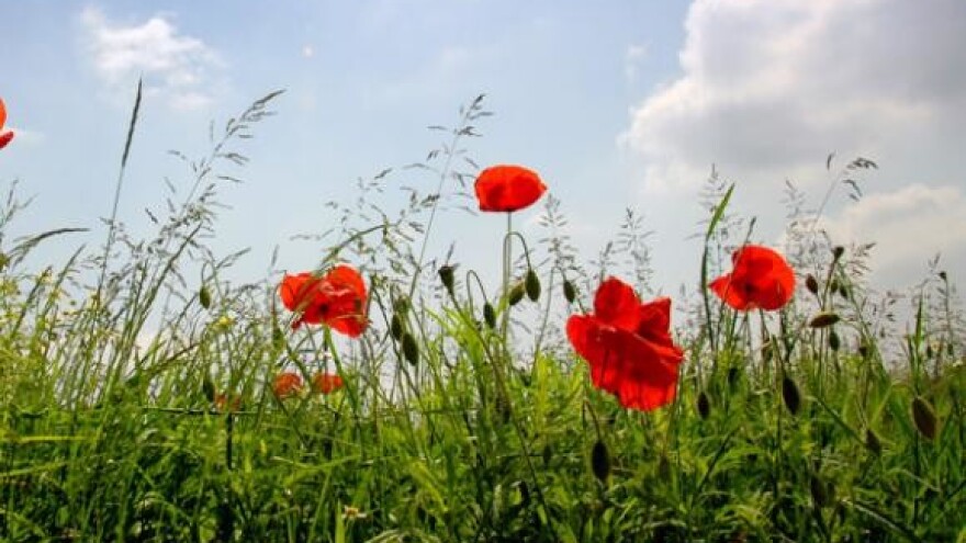 Protivljenje rezanju poticaja