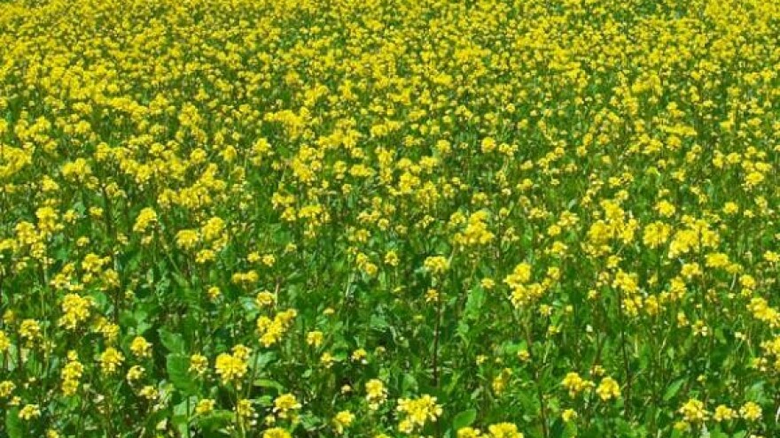 Smanjenje poticaja nije konačno