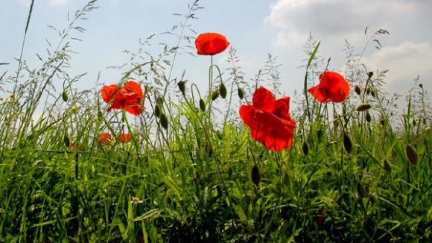 Kontrola onečišćenja u poljoprivredi