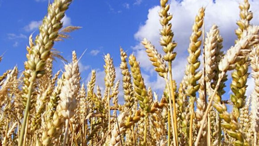 Važnost fungicidnog tretmana žitarica