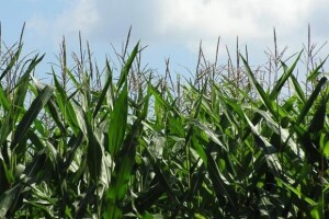 Prezahtjevna birokracija zaštita od GMO-a