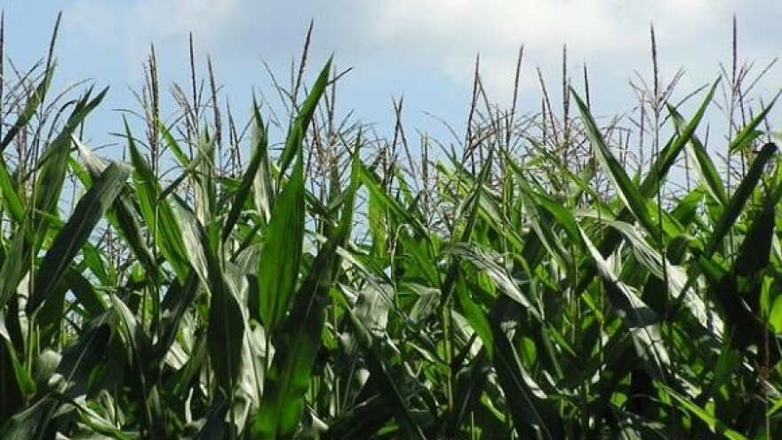 Prezahtjevna birokracija zaštita od GMO-a