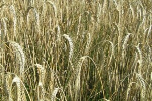 Đakovština u ponedjeljak drugi put na bubnju