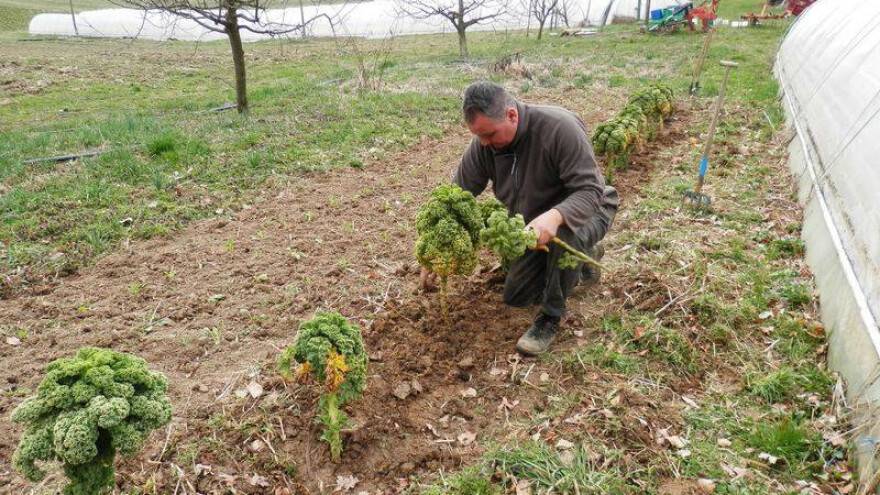 Kravlji rog za bolju zemlju i zdravo povrće i voće