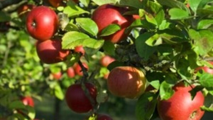 Radionica u sklopu projekta JABUKA.NET 2 u Srbiji