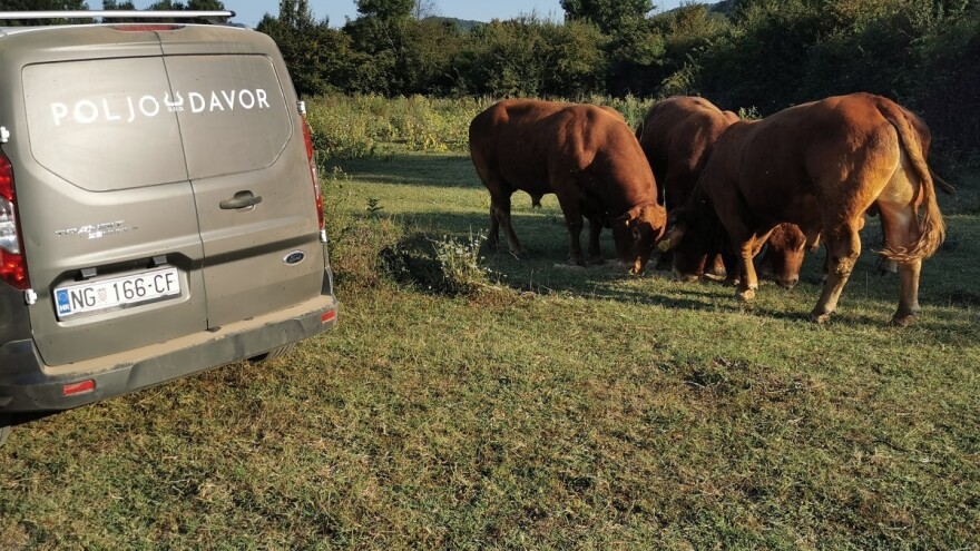 Od polja do stola: Obitelj Gelemanović uložila vlastita sredstva i otvorila mini klaonicu