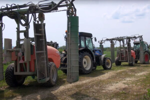 Bakar za bolesti, sumpor za grinje - u tijeku i plijevljenje vinograda