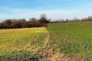 Vrijeme uzima danak: Ozimi usjevi poprimaju žutilo