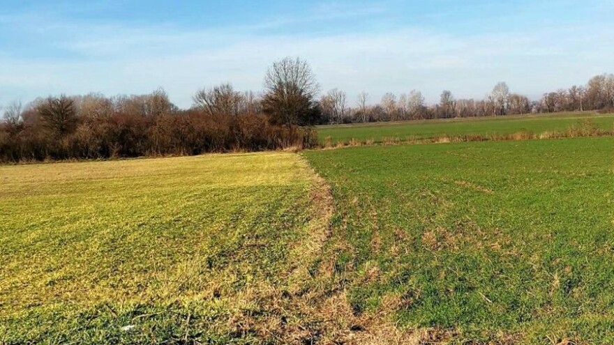 Vrijeme uzima danak: Ozimi usjevi poprimaju žutilo