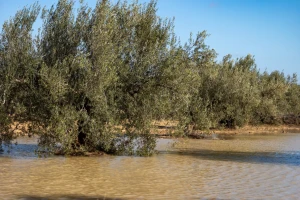 Poljoprivreda Andaluzije na kolenima, gubici u maslinarstvu veći od 200 miliona evra