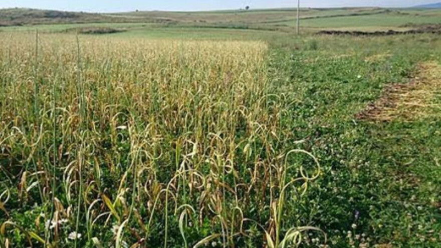 Kalcifikacijom riješiti kupreška kisela tla