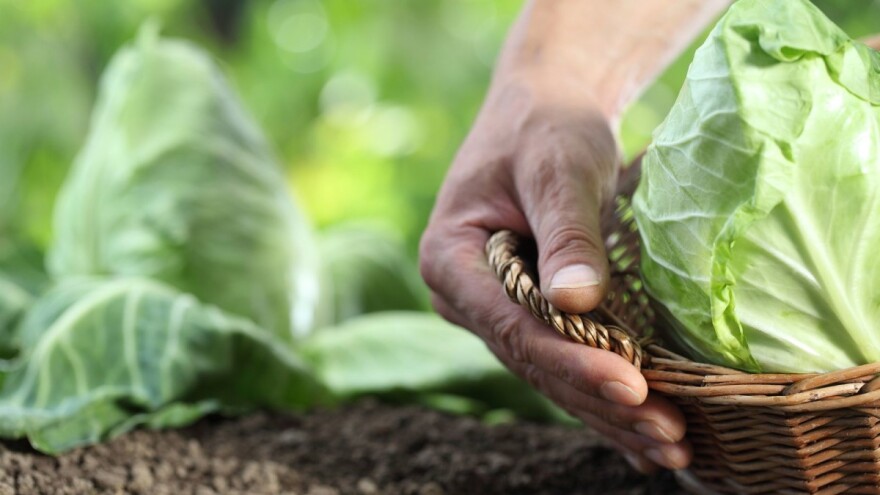 Projektom "Urbana poljoprivreda" 10 mladih dobit će priliku za zapošljavanje
