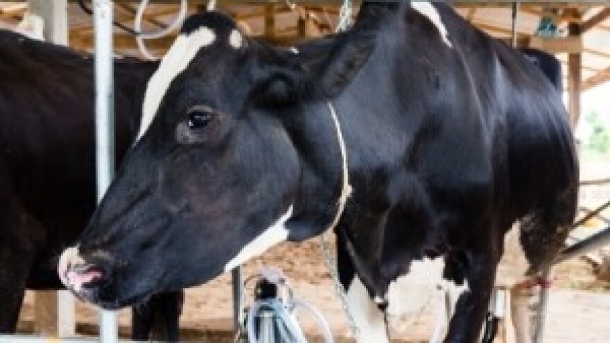 Hoće li oživjeti stočarstvo lipičkog kraja?