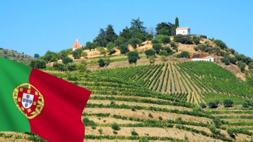 Portugalski aduti - pluto, vino i pasirana rajčica!