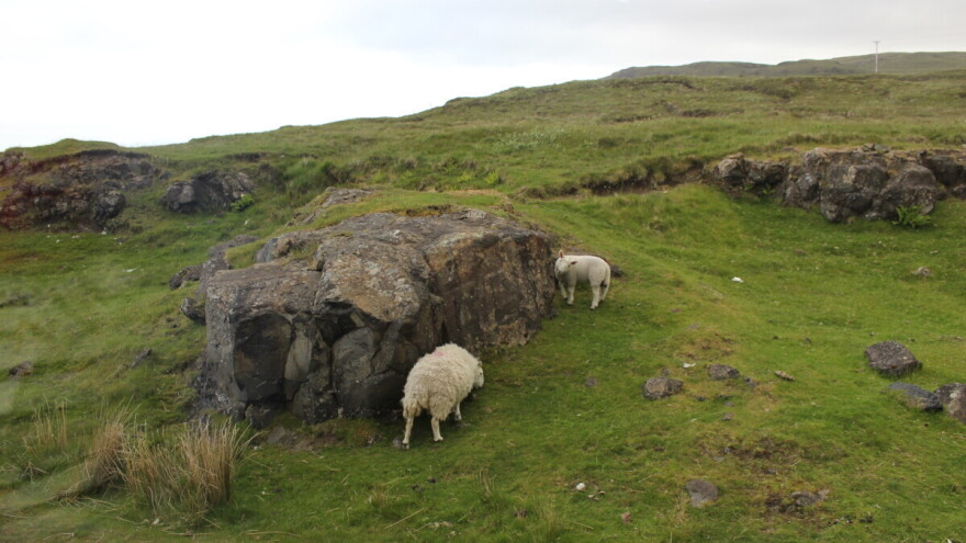 Hoće li nakon Brexita Britanci ukinuti potpore po hektaru?