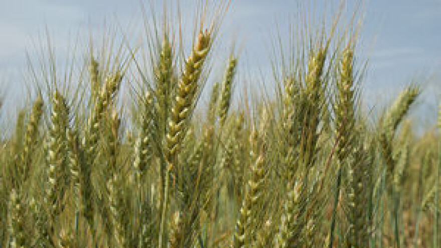 Važnost mikrohranjiva u ishrani bilja