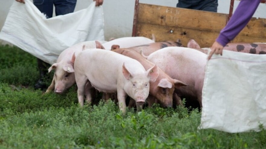 Zašto hrvatska poljoprivreda nazaduje?