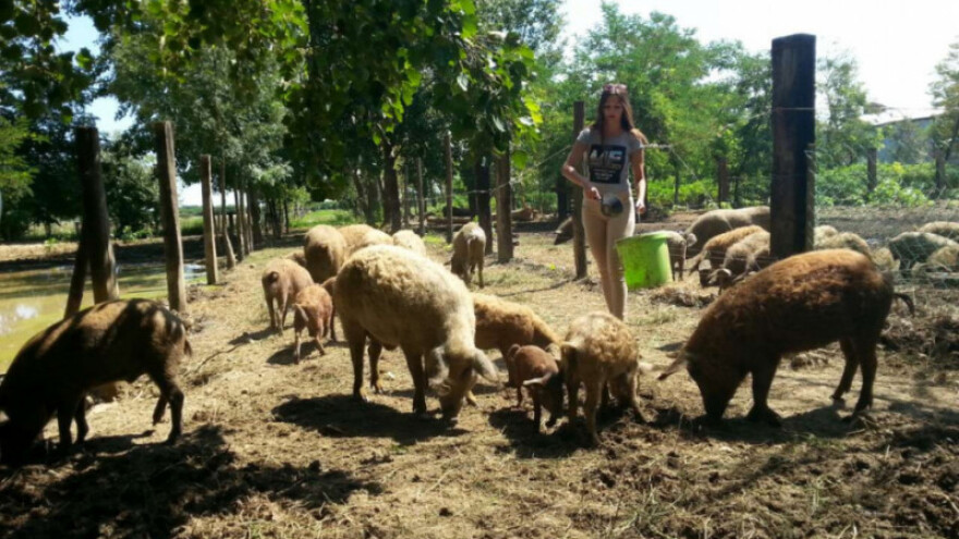 Hrvatska poljoprivredna politika 2016.-2020.