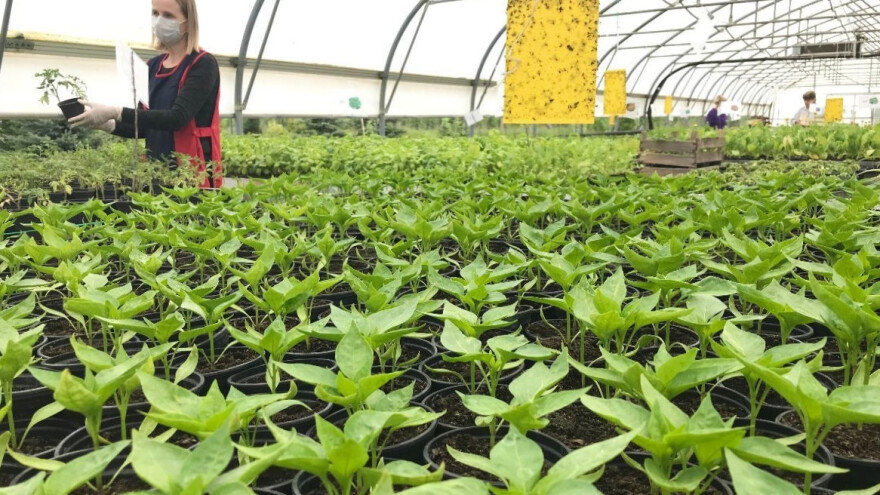 Oboljenja i štetočine na rasadu povrća - kako ih izbeći?