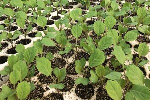 Spriječite pojavu i razvoj bolesti na presadnicama primjenom bioloških pripravaka