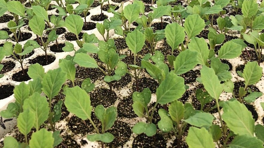 Spriječite pojavu i razvoj bolesti na presadnicama primjenom bioloških pripravaka