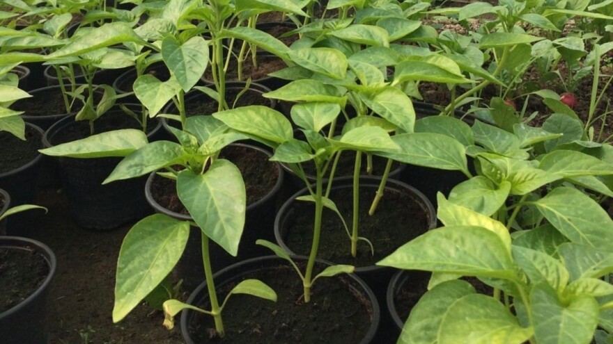 Otvoreno pismo EK: Neprihvatljivo je da okvir tržišta sjemena diskriminira poljoprivrednike