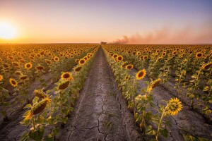 Poljoprivredna proizvodnja u Srbiji veća za 26,4 posto