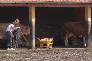 Nema odmora: Učenici hrane krave, popravljaju traktore, beru voće