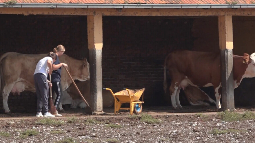 Nema odmora: Učenici hrane krave, popravljaju traktore, beru voće