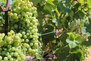 Vinari, objavljen je popis vinarija s utvrđenom kvotom za skladištenje